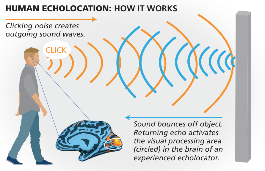 Mechanics of Human echolocation